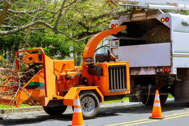 Best Leaf Removal  in Ontario, CA